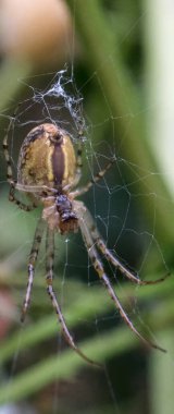 Close-up of a metellina spider, 21-9 format, for smartphone wallpaper. clipart