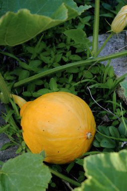 Bir balkabağı sessizce olgunlaşır, bitki örtüsüyle çevrili olarak..