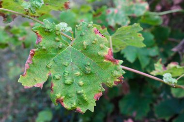 Hastalıklı bir asma yaprağına yakın çekim