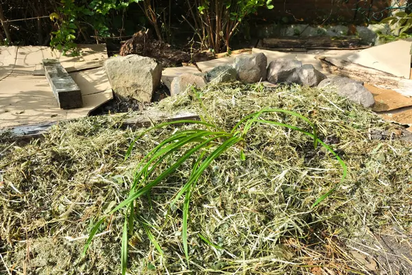 Yabani otların yayılmasını sınırlamak ve toprağı nemli tutmak için bir çiçek tarhına karton koymak. Lazanya metodu. Bölgenin bir kısmı samanla kaplı..