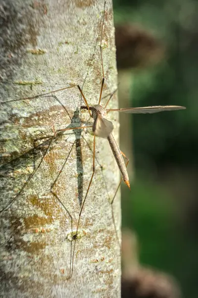 stock image Tipule well established on a trunk.