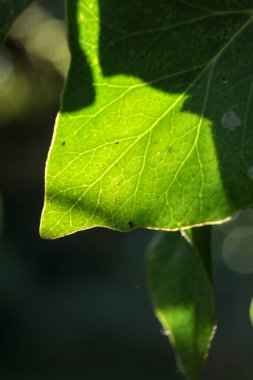 Işığa karşı bir ağaç yaprağının makrofotoğrafçılığı. Yaprağın içinden geçen ışık bitkisel hücrelerinin düzenini ortaya koyuyor..