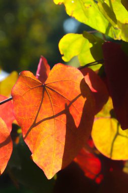 Sonbahar renkli yaprakların ışıkla kesiştiği yakın plan..
