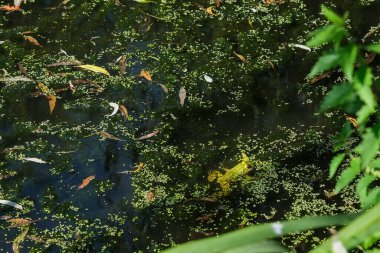 Büyük yeşil kurbağa, Rana dersi, doğal bir gölette..