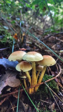 Ormanda yetişen mantarların yakın çekimi..