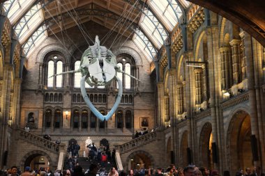 London, United Kingdom - 11 10 2024 : Whale skeleton hanging in the entrance hall of London's Natural History Museum. clipart