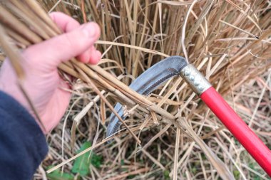 Kurumuş otları turşuyla kesen bir adam geleneksel tarım, hasat ve kırsal tarımı sembolize ediyor..