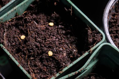 Toprakla dolu küçük tencereler, bahçıvanlığı, tarımı ve bitki yetiştirmenin ilk aşamalarını temsil eden acı biber ve biber tohumları ektiler..