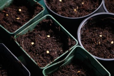 Toprakla dolu küçük tencereler, bahçıvanlığı, tarımı ve bitki yetiştirmenin ilk aşamalarını temsil eden acı biber ve biber tohumları ektiler..