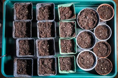 Toprakla dolu küçük tencereler, bahçıvanlığı, tarımı ve bitki yetiştirmenin ilk aşamalarını temsil eden acı biber ve biber tohumları ektiler..