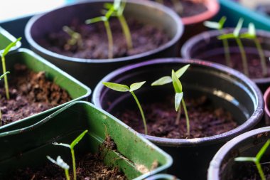 Topraklı küçük saksılarda taze yeşil yapraklar ve büyüme gösteren taze kırmızı biber ve biber tohumları. Doğanın ve bahçe bakımının sembolü..