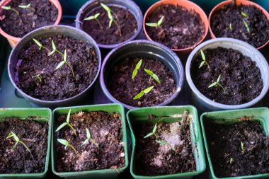 Topraklı küçük saksılarda taze yeşil yapraklar ve büyüme gösteren taze kırmızı biber ve biber tohumları. Doğanın ve bahçe bakımının sembolü..