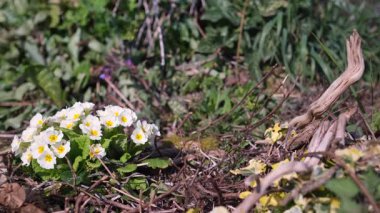 Sol taraftaki narin çuha çiçeğinin yakın çekimi, yeşil yapraklar arasında çiçek açması, kuru dallar ve sürüklenen dallar, doğanın kontrastını ve güzelliğini vurguluyor..