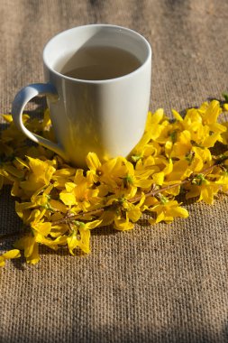 Bir çuval bezi çayla dolu beyaz bir kupa, doğal ışıkta sıcak ve dingin bir titreşim yayarak canlı forsythia çiçekleriyle bezenmiş bir çuval bezi yüzeyinde duruyor..