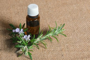 Taze yeşil biberiye dalları ve desenli bej arkaplanda açık mor çiçeklerle çevrili beyaz başlıklı kahverengi cam biberiye yağı.. 