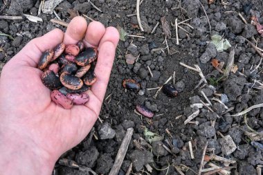 Bir el, tarım hasadı ve doğal tarım süreçlerini gösteren canlı İspanyol fasulye kabuklarını toprak ve organik molozların üzerinde tutuyor..