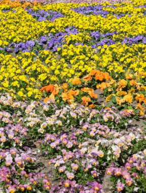 Renkli çiçek tarhı turuncu, mor, sarı ve pembe renkli parlak güneş ışığı altında canlı iç çamaşırlarıyla.