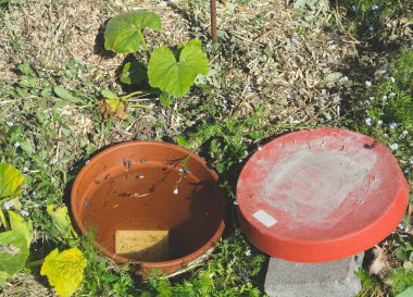 Bir terracotta oya, kısmen bir kabak bitkisinin yanına gömülmüş, suyla dolu ve üzeri kırmızı bir kapakla kaplı, canlı yeşillik ve narin mavi çiçeklerle çevrili..