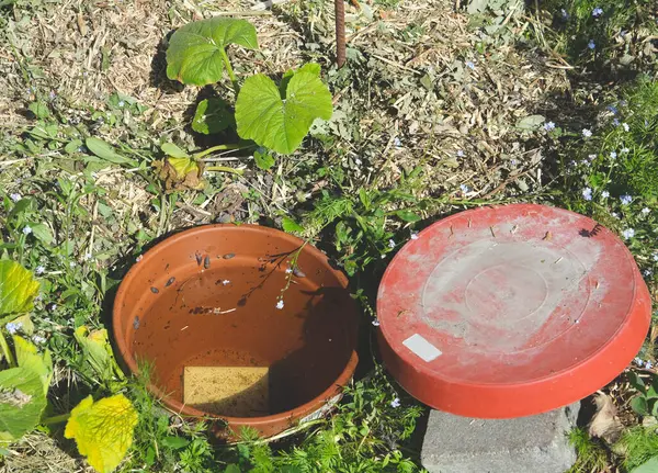 Bir terracotta oya, kısmen bir kabak bitkisinin yanına gömülmüş, suyla dolu ve üzeri kırmızı bir kapakla kaplı, canlı yeşillik ve narin mavi çiçeklerle çevrili..