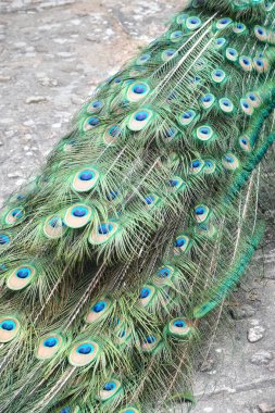 Canlı bir tavus kuşu, parlak mavi ve yeşil tüylerini ve zarif kuyruk tüylerini gün ışığında sergileyerek, bir kaldırım taşı yolunda duruyor..