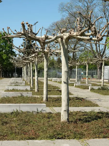 Bereketli mavi gökyüzünün altında kaldırımlı bir park yolu boyunca geometrik sıralarda budanmış uçak ağaçları, kentsel peyzaj ve mevsimsel ağaç bakımını gözler önüne seriyor..