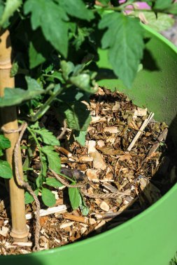 Yeşil bir konteynırda kahverengi ahşap yonga gübresi, domates bitkisinin altındaki toprağı kaplıyor, nem tutma ve ot kontrolünü arttırıyor..