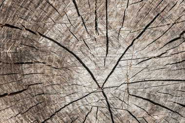 Yıpranmış ağaç kütüğü zengin eş merkezli halkalar ve derin çatlaklar, doğal yaşı, dokuyu ve organik güzelliği vurguluyor..