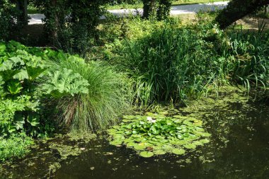 Bereketli gölet kenarındaki bitki örtüsü sakin bir yaz gününde sakin bir nilüfer öbeğini sarar ve huzurlu tatlı su doğasının özünü yakalar..