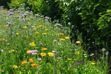 Renkli kır çiçeği çayırı tamamen çiçek açmış, biyolojik çeşitliliği ve doğal güzelliği teşvik ediyor, yanında kırsal ahşap bir patika var..