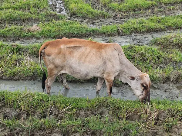 Açık kahverengi bir inek Sigli, Aceh 'te çamurlu pirinç tarlasında otluyor. Yeşil tarlaları ve su birikintileriyle huzurlu bir köy manzarası. Tarım ve kırsal yaşam temaları için mükemmel.
