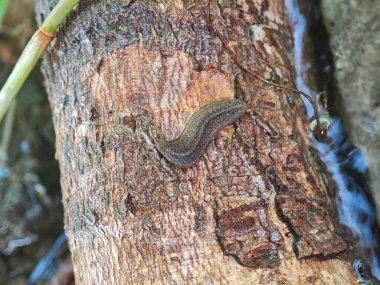 Bir ağacın kabuğuna mükemmel bir şekilde kamufle olmuş bir sümüklüböcek. Doğal taklidin büyüleyici bir örneği..