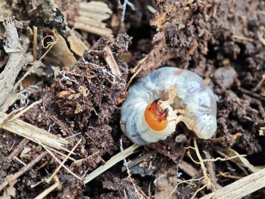 Topraktaki larvanın yakın plan görüntüsü. Bu böcek larvaları genellikle bahçelerde ve gübrelerde bulunur..