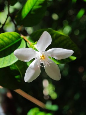 Beyaz bir Coral Girdap Wrightia antidysenterica çiçeğinin yakın çekimi. Bu tropikal bitki narin, fırıldak şeklindeki çiçekleriyle bilinir..