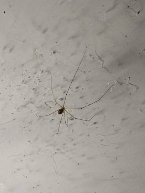 A cellar spider Pholcus sp. with its characteristic long, thin legs. These spiders are often found in homes. clipart