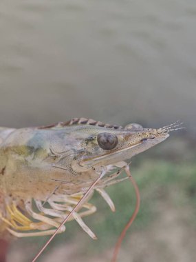 Vannamei karidesi Litopenaeus vannamei 'nin yakın çekimi, su kültürünün popüler bir türüdür. Bu karides büyük ölçüde yiyecek için yetiştirilir..