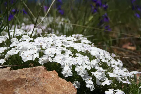 Rocky Dağı Phlox paspası.