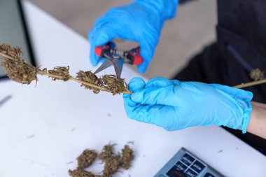 Sativa Kenevir tarım çiftliğinde çalışan bitki bilimci hastane uykusu ve kanser ilaçları tedavisinde kullanılacak kenevir araştırmaları için çalışıyor.