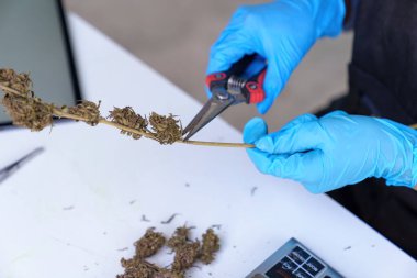 Sativa Kenevir tarım çiftliğinde çalışan bitki bilimci hastane uykusu ve kanser ilaçları tedavisinde kullanılacak kenevir araştırmaları için çalışıyor.