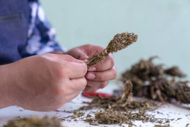 Esrarın ayrıntılı olarak budalanması. Islak ve Kuru Kesme Tekniği