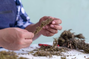 Esrarın ayrıntılı olarak budalanması. Islak ve Kuru Kesme Tekniği