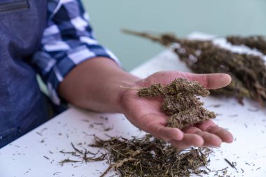 Tıbbi marihuana tomurcuklarını tutan makro detaylar, Makro Marihuana Kurutma, Tıbbi marihuana çiçeği, dispanser menüsü için esrar tomurcuklanması. Tıbbi marihuana türü.