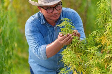 Üreticiler kenevir çiçeklerini, kenevir bitkilerini ve seralardaki tıbbi amaçlı tarımlar için seralardaki kenevir dolgusunu teftiş ve kalite kontrolünü denetliyor. tıbbi esrar yetiştirme