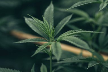 Marihuana - kenevir yaprağı. Esrar bitkisinin eşsiz güzel yaprakları geniş ve detaylı bir arka plan. , Doğal tıp yasallaştırma kavramı.