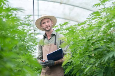 Bir çiftçi ticari sera keneviri hasadının arasında duruyor. Esrar sativa endüstriyel olarak CBD yağı, lif, biyoyakıt ve diğerleri gibi türetilmiş ürünler için kenevir üretimi için yetiştirilir..