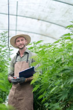 Bir çiftçi ticari sera keneviri hasadının arasında duruyor. Esrar sativa endüstriyel olarak CBD yağı, lif, biyoyakıt ve diğerleri gibi türetilmiş ürünler için kenevir üretimi için yetiştirilir..