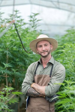 Bir çiftçi ticari sera keneviri hasadının arasında duruyor. Esrar sativa endüstriyel olarak CBD yağı, lif, biyoyakıt ve diğerleri gibi türetilmiş ürünler için kenevir üretimi için yetiştirilir..