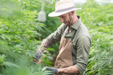 Bir çiftçi ticari sera keneviri hasadının arasında duruyor. Esrar sativa endüstriyel olarak CBD yağı, lif, biyoyakıt ve diğerleri gibi türetilmiş ürünler için kenevir üretimi için yetiştirilir..