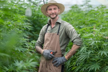 Bir çiftçi ticari sera keneviri hasadının arasında duruyor. Esrar sativa endüstriyel olarak CBD yağı, lif, biyoyakıt ve diğerleri gibi türetilmiş ürünler için kenevir üretimi için yetiştirilir..