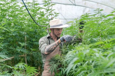 Marihuana yetiştiricisi yaprakları buduyor. Bitkileri ve çiçekleri inceleyerek ot yetiştirmeye teşvik ediyor. Alternatif bitkisel ilaç.