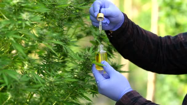 Die Hände Der Wissenschaftler Legen Cannabisöl Für Experimente Und Forschung — Stockvideo